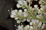 Mapleleaf viburnum